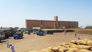 إنخفاض كبير في أسعار المحاصيل بالقضارف 2 المسار نيوز إنخفاض كبير في أسعار المحاصيل بالقضارف