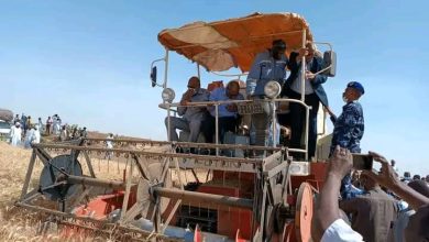 والي الجزيرة يدشن حصاد القمح بالمنسي بمشروع الجزيرة 4 المسار نيوز والي الجزيرة يدشن حصاد القمح بالمنسي بمشروع الجزيرة