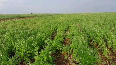 وزارة الزراعة تبحث ترتيبات إنجاح الموسم الصيفي بالنيل الابيض 3 المسار نيوز وزارة الزراعة تبحث ترتيبات إنجاح الموسم الصيفي بالنيل الابيض
