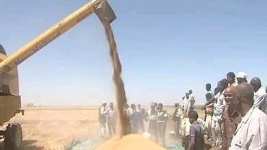 والي كسلا يطلع على نتائج الموسم الشتوي بهيئة حلفا الجديدة الزراعية 5 المسار نيوز والي كسلا يطلع على نتائج الموسم الشتوي بهيئة حلفا الجديدة الزراعية