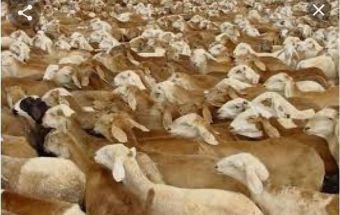 الثروة الحيوانية تنفذ إجراءات مهمة لدعم الصادر 2 المسار نيوز الثروة الحيوانية تنفذ إجراءات مهمة لدعم الصادر
