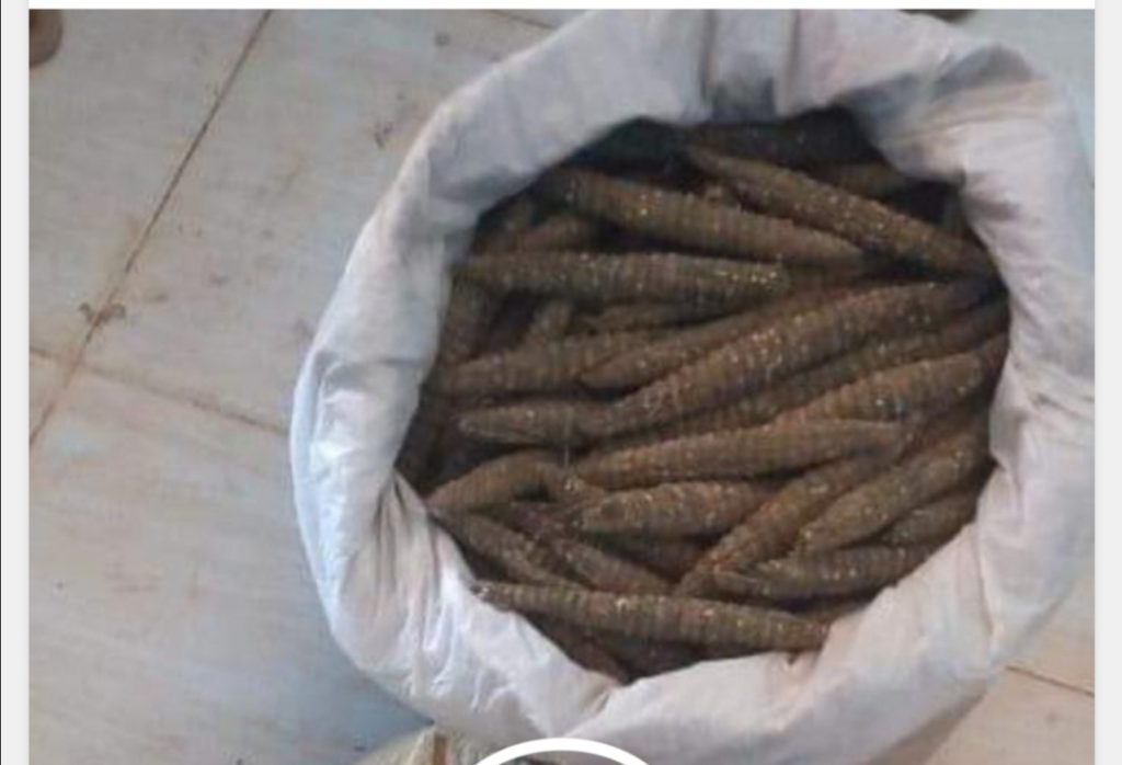 ضبط “آيس” و”حشيش إثيوبي” بالقضارف 1 المسار نيوز ضبط “آيس” و”حشيش إثيوبي” بالقضارف