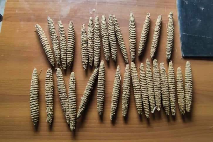 ضبط تجار حشيش بمحلية مروي 1 المسار نيوز ضبط تجار حشيش بمحلية مروي